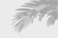 Shadow overlay of palm tree branch. Transparent overlay shadow effect from tropical palm leaves Royalty Free Stock Photo